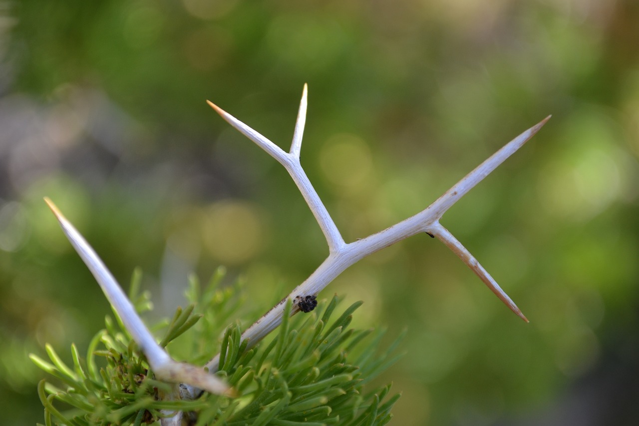 Image par Santiago Nader de Pixabay